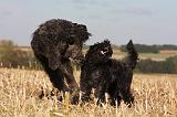 BOUVIER DES FLANDRES 255